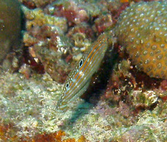 Halichoeres cosmetus