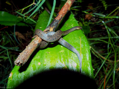 Atractus