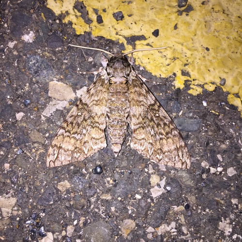 Manduca brontes
