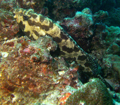 Epinephelus polyphekadion