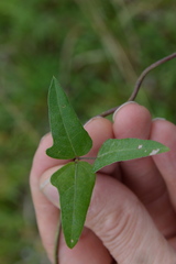 Strophostyles helvola