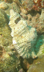 Tonnoidea