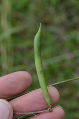 Strophostyles helvola