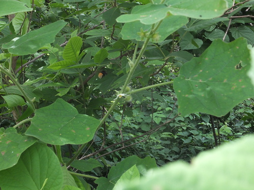 Solanum hirtum image