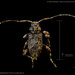Xenocona asperipennis - Photo 由 Gustavo Morejon Jaramillo 所上傳的 (c) Gustavo Morejon Jaramillo，保留部份權利CC BY-NC