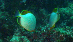 Chaetodon xanthocephalus