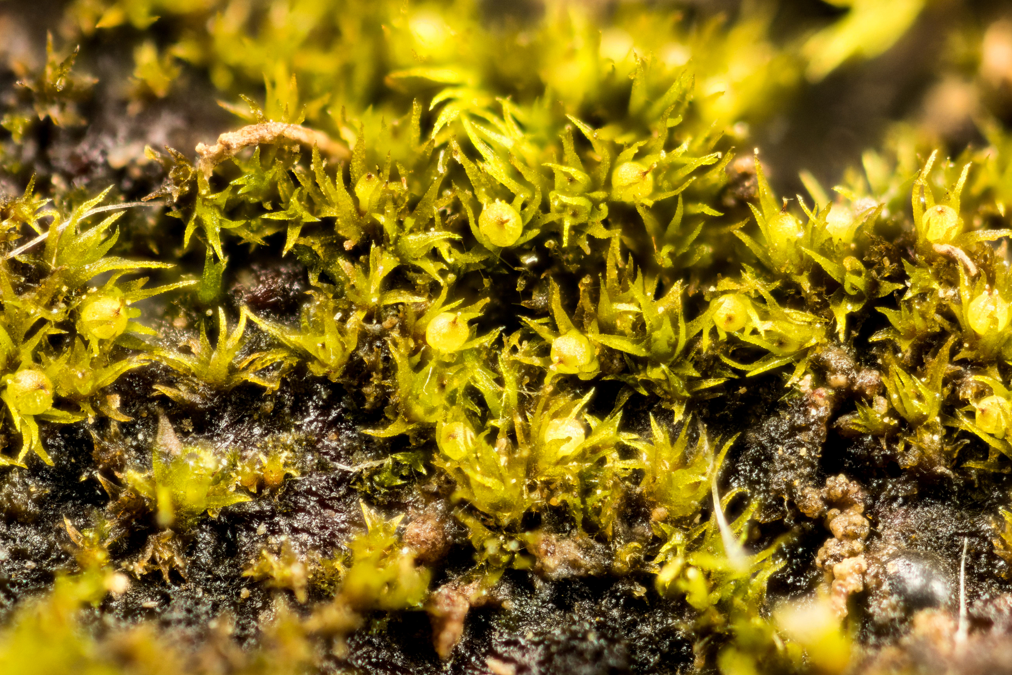 Ephemerum crassinervium