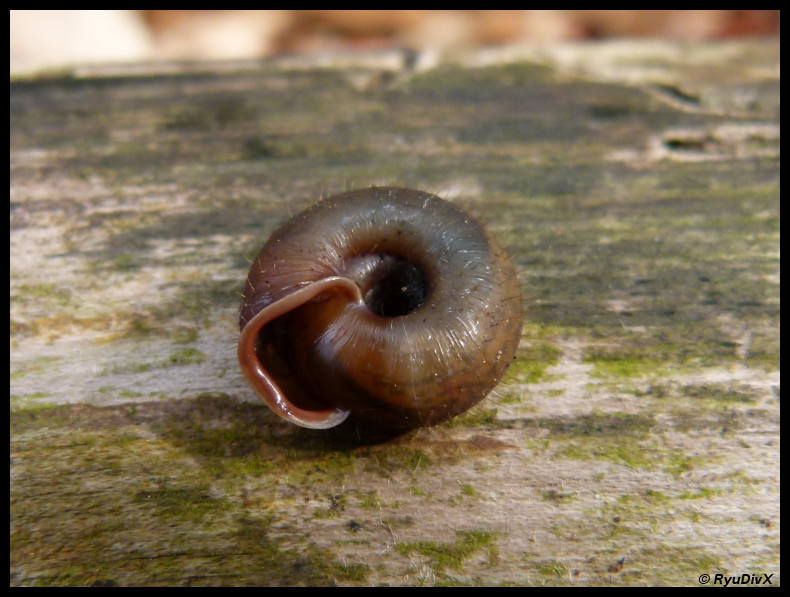 Helicodonta