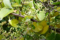 Scandia geniculata