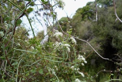 Scandia geniculata