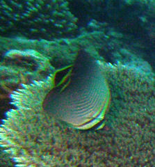 Chaetodon triangulum