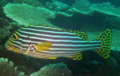 Plectorhinchus vittatus