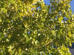 Tracheophyta