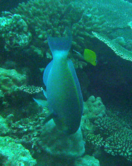 Chlorurus strongylocephalus