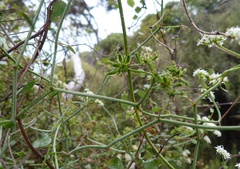 Scandia geniculata