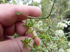 Scandia geniculata