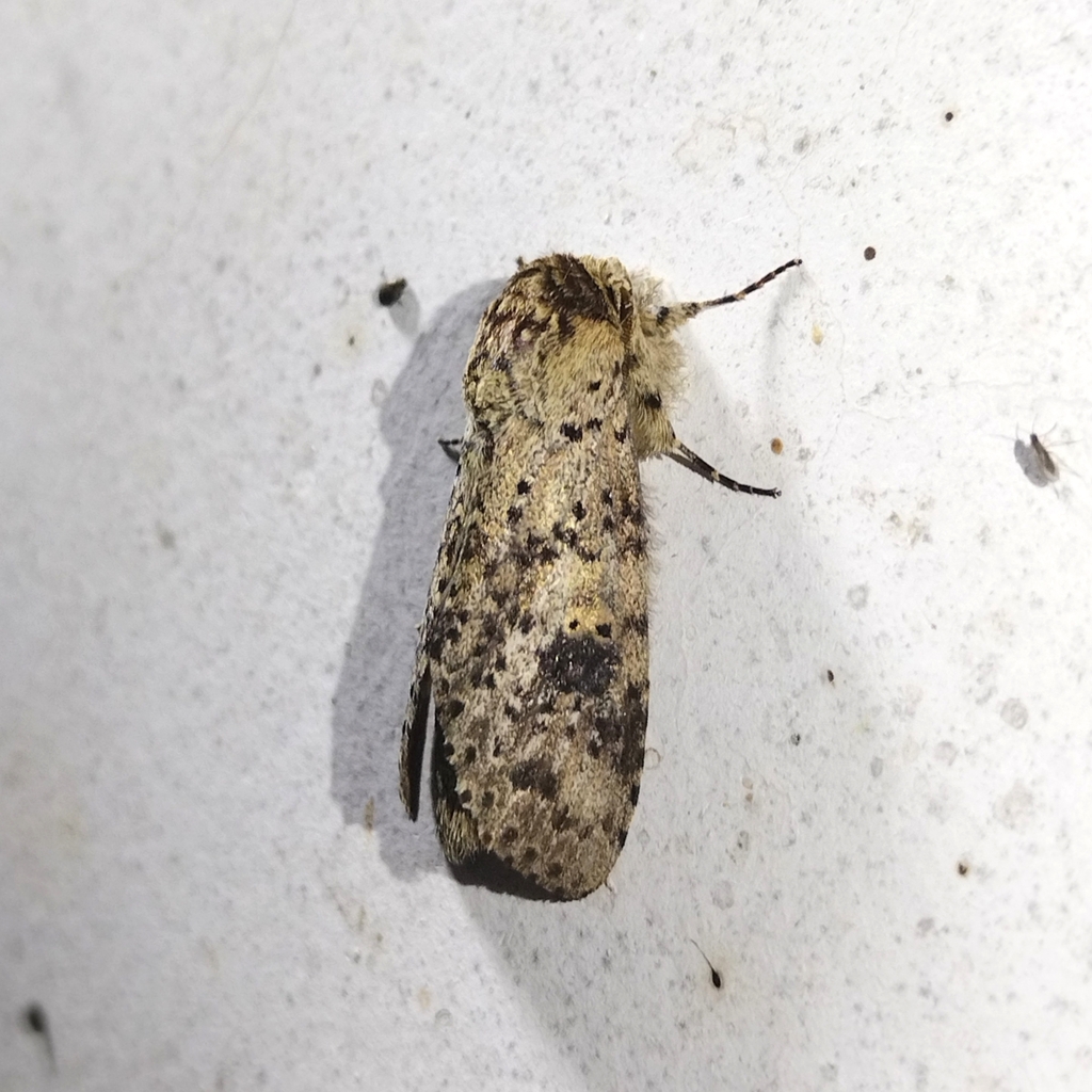 Malocampa subguttata