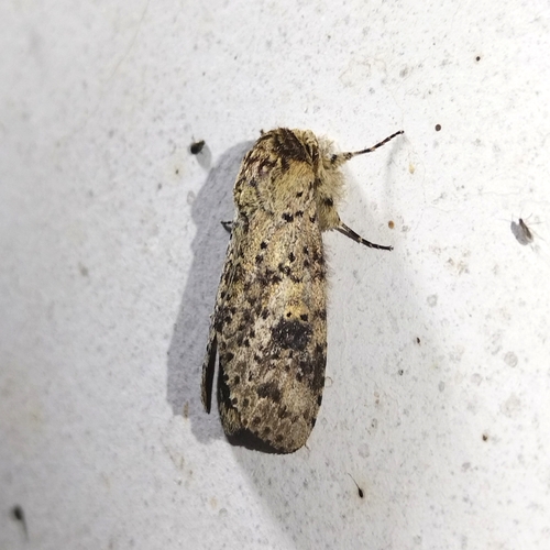 Malocampa subguttata
