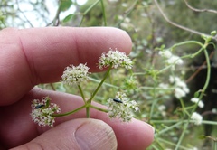 Scandia geniculata