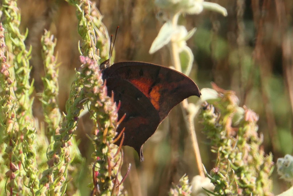 Goatweed Leafwing from Pecan Hill, TX 77423, USA on November 10, 2022