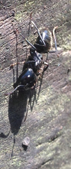 Image of Camponotus vividus
