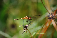 Erythrodiplax ochracea