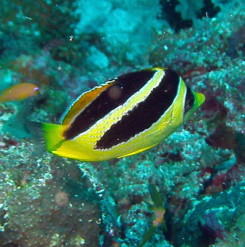 Chaetodon mitratus observed 2015-09-22
