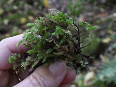 Thamnobryum alleghaniense