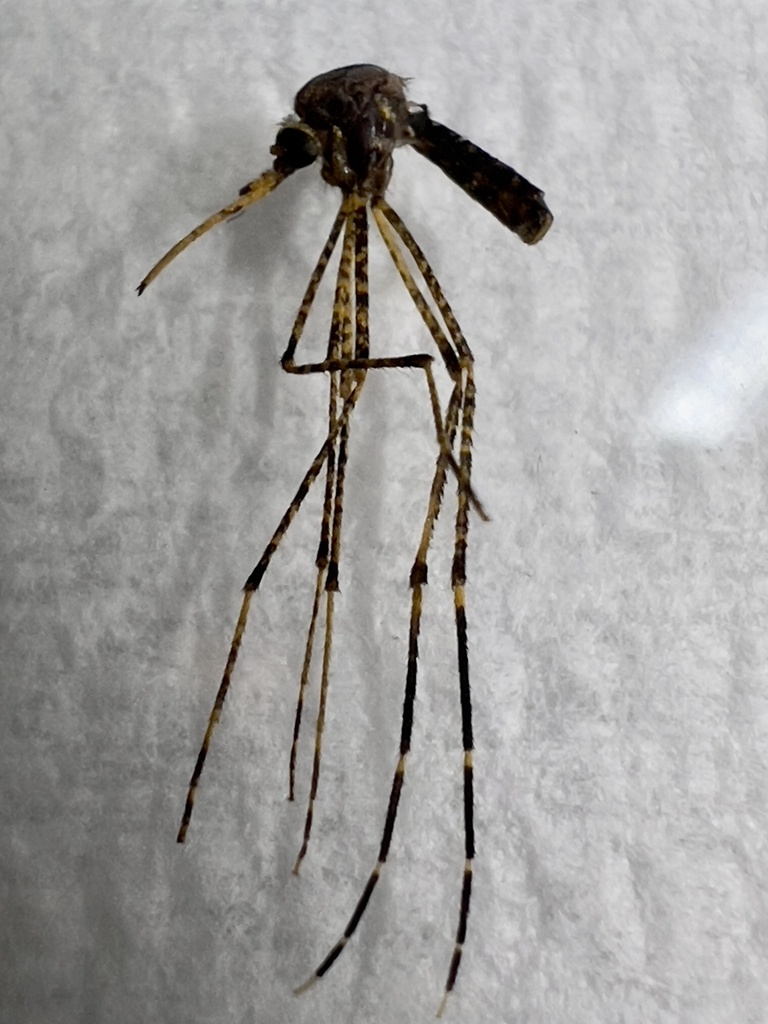 Aedes aurantius