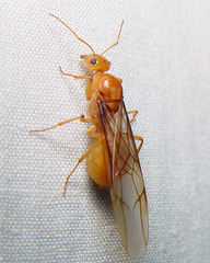 Myrmecocystus mexicanus