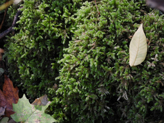 Thamnobryum alleghaniense