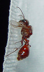 Pogonomyrmex rugosus