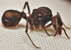 Acromyrmex coronatus