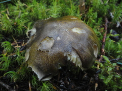 Tricholoma