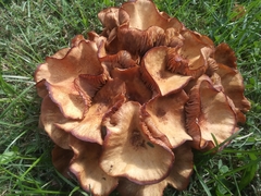 Desarmillaria caespitosa image