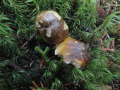 Tricholoma