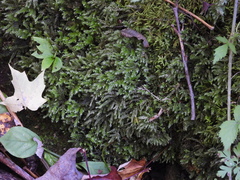 Thamnobryum alleghaniense