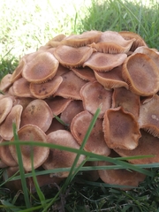 Desarmillaria caespitosa image