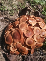 Desarmillaria caespitosa image