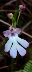 Cynorkis fastigiata