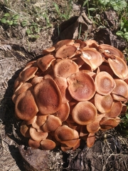 Desarmillaria caespitosa image