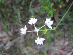 Xanthosia atkinsoniana