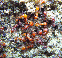 Pogonomyrmex montanus