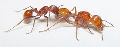 Pogonomyrmex tenuispinus