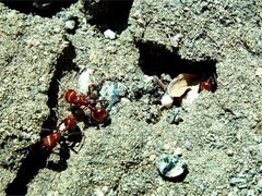 Pogonomyrmex tenuispinus