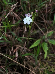 Cynorkis fastigiata