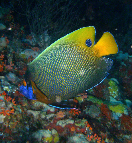 Blueface Angelfish — seen at this dive site