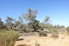 Alectryon oleifolius canescens