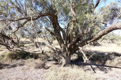 Alectryon oleifolius canescens