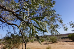 Alectryon oleifolius canescens